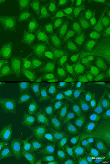 Western blot analysis of extracts of Mouse brain using DRD3 Polyclonal Antibody at dilution of 1:1000.