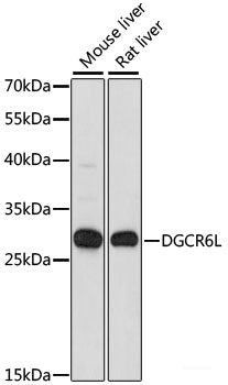 Western blot analysis of extracts of various cell lines using HEXIM2 Polyclonal Antibody at dilution of 1:1000.
