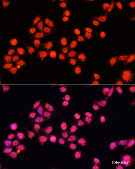 Western blot analysis of extracts of various cell lines using USP37 Polyclonal Antibody at dilution of 1:2000.