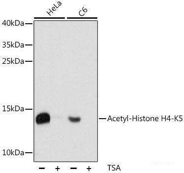Western blot analysis of extracts of various cell lines using POLRMT Polyclonal Antibody at dilution of 1:1000.