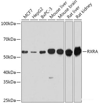 Western blot analysis of extracts of various cell lines using NDUFB11 Polyclonal Antibody at dilution of 1:1000.