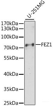 Western blot analysis of extracts of various cell lines using GLRA2 Polyclonal Antibody at dilution of 1:1000.