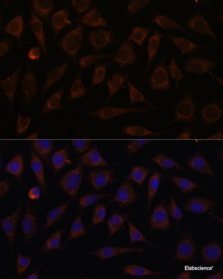 Immunofluorescence analysis of U2OS cells using SERPINC1 Polyclonal Antibody