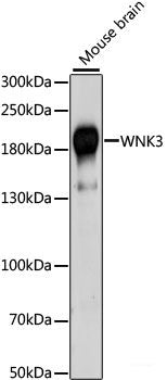 Western blot analysis of extracts of various cell lines using TENM1 Polyclonal Antibody at dilution of 1:1000.