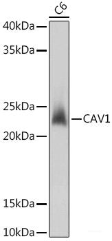 Western blot analysis of extracts of various cell lines using FSTL1 Polyclonal Antibody at dilution of 1:1000.