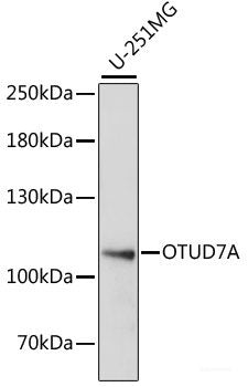 Western blot analysis of extracts of various cell lines using LGALS1 Polyclonal Antibody at dilution of 1:1000.