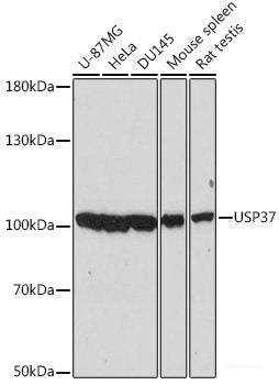 Immunofluorescence analysis of U2OS cells using TAZ Polyclonal Antibody at dilution of 1:100. Blue: DAPI for nuclear staining.
