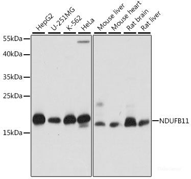 Immunofluorescence analysis of L929 cells using BZW2 Polyclonal Antibody at dilution of 1:100. Blue: DAPI for nuclear staining.