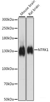 Immunofluorescence analysis of L929 cells using C18orf8 Polyclonal Antibody at dilution of 1:100. Blue: DAPI for nuclear staining.