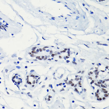 Immunofluorescence analysis of C6 cells using MYEF2 Polyclonal Antibody at dilution of 1:100. Blue: DAPI for nuclear staining.
