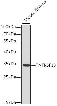 Immunofluorescence analysis of L929 cells using PLLP Polyclonal Antibody at dilution of 1:100. Blue: DAPI for nuclear staining.
