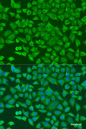 Immunofluorescence analysis of MCF-7 cells using ABO Polyclonal Antibody