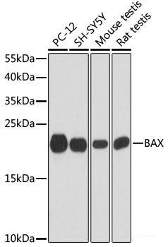 Western blot analysis of extracts of various cell lines using MRPS35 Polyclonal Antibody at dilution of 1:1000.