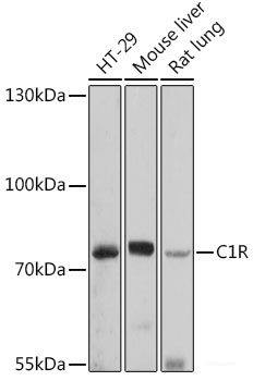 Immunofluorescence analysis of Rat testis using ELSPBP1 Polyclonal Antibody at dilution of 1:100. Blue: DAPI for nuclear staining.
