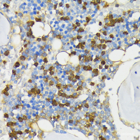 Immunofluorescence analysis of C6 cells using ATL2 Polyclonal Antibody at dilution of 1:100. Blue: DAPI for nuclear staining.