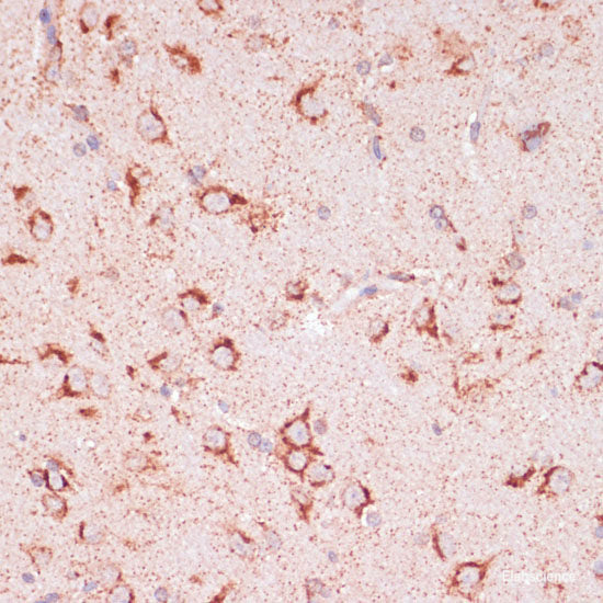 Immunohistochemistry of paraffin-embedded Rat spleen using MMP25 Polyclonal Antibody at dilution of 1:100 (40x lens).