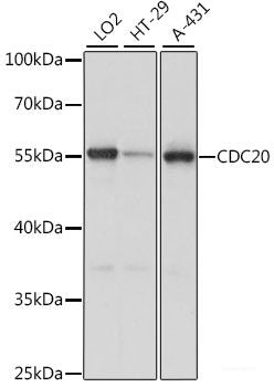 Western blot analysis of extracts of various cell lines using VPS16 Polyclonal Antibody at dilution of 1:1000.