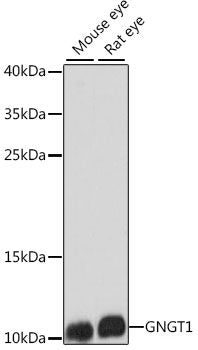 Immunofluorescence analysis of U2OS cells using Defb26 Polyclonal Antibody at dilution of 1:100. Blue: DAPI for nuclear staining.