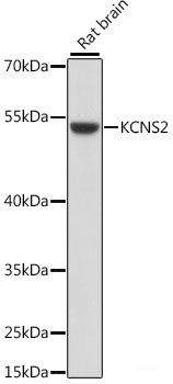 Western blot analysis of extracts of various cell lines using TP53I13 Polyclonal Antibody at dilution of 1:1000.