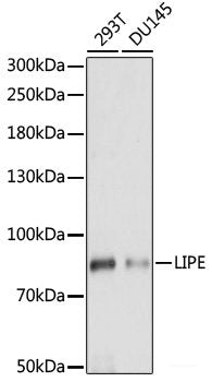 Western blot analysis of extracts of various cell lines using ZNF766 Polyclonal Antibody at dilution of 1:1000.