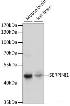 Western blot analysis of extracts of various cell lines using CHCHD1 Polyclonal Antibody at dilution of 1:1000.