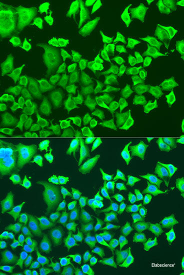 Western blot analysis of extracts of various cell lines using SIX5 Polyclonal Antibody at dilution of 1:1000.
