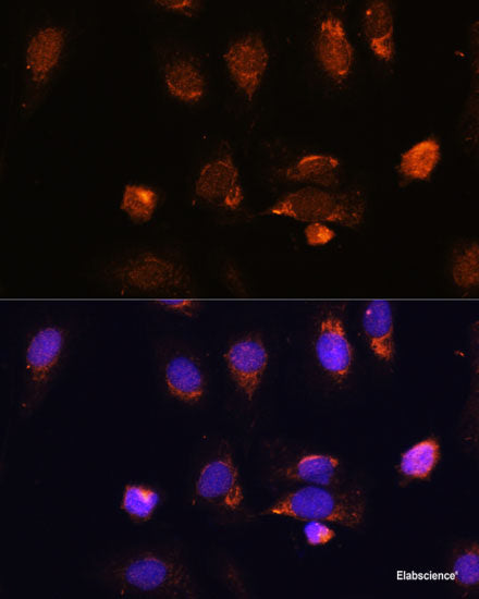 Immunofluorescence analysis of U2OS cells using KHDRBS2 Polyclonal Antibody at dilution of 1:100. Blue: DAPI for nuclear staining.