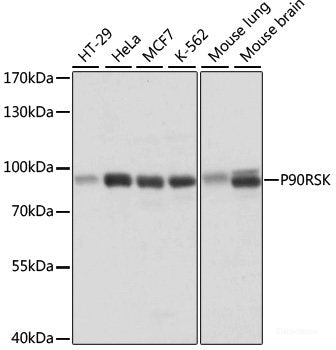 Western blot analysis of extracts of SH-SY5Y cells using MEF2B Polyclonal Antibody at dilution of 1:1000.