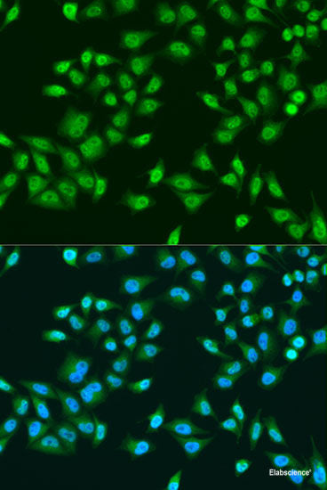 Western blot analysis of extracts of various cell lines using ANT1/ANT2/ANT3/ANT4 Polyclonal Antibody at dilution of 1:1000.
