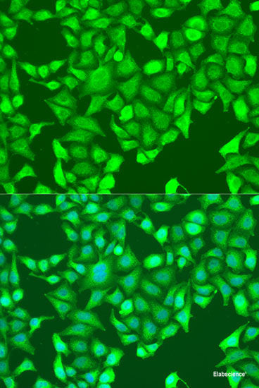 Western blot analysis of extracts of Rat heart using TBX20 Polyclonal Antibody at dilution of 1:1000.