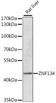 Immunofluorescence analysis of U2OS cells using PLEKHA1 Polyclonal Antibody at dilution of 1:100. Blue: DAPI for nuclear staining.
