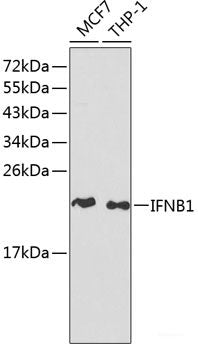 Immunofluorescence analysis of U2OS cells using HNRNPCL1 Polyclonal Antibody at dilution of 1:100. Blue: DAPI for nuclear staining.