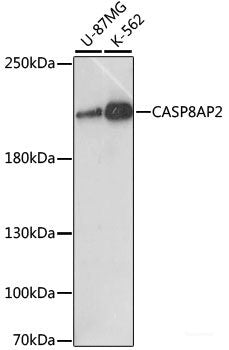 Western blot analysis of extracts of various cell lines using ATP1A3 Polyclonal Antibody at dilution of 1:1000.