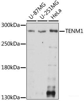 Western blot analysis of extracts of various cell lines using CD80 Polyclonal Antibody at dilution of 1:1000.