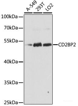 Western blot analysis of extracts of various cell lines using DCT Polyclonal Antibody at dilution of 1:1000.