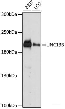 Western blot analysis of extracts of A-549 cells using GPR32 Polyclonal Antibody at dilution of 1:1000.
