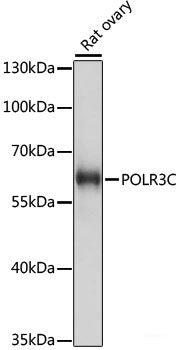 Immunofluorescence analysis of L929 cells using RAPGEF1 Polyclonal Antibody at dilution of 1:100 (40x lens). Blue: DAPI for nuclear staining.