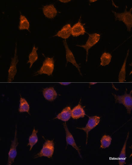 Immunofluorescence analysis of U-2 OS cells using HNF4G Polyclonal Antibody at dilution of 1:100 (40x lens). Blue: DAPI for nuclear staining.
