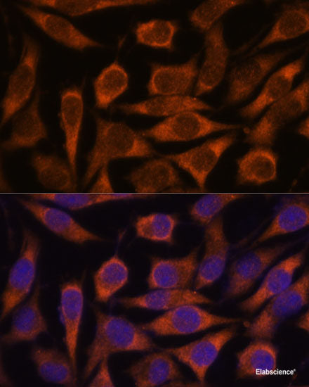 Western blot analysis of extracts of various cell lines using MAFG Polyclonal Antibody at dilution of 1:1000.