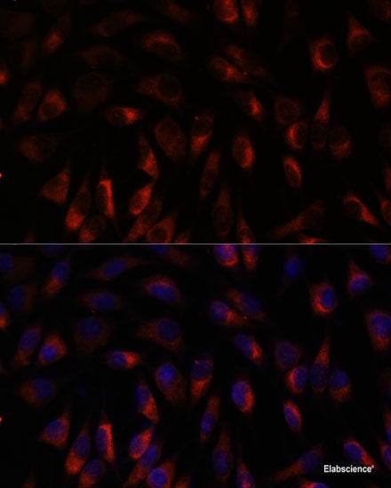 Western blot analysis of extracts of various cell lines using PEX12 Polyclonal Antibody at dilution of 1:1000.