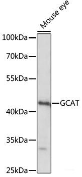 Immunofluorescence analysis of C6 cells using Acetyl-Histone H3-K36 Polyclonal Antibody at dilution of 1:100.C6 cells were treated by TSA (1 uM) at 37℃ for 18 hours. Blue: DAPI for nuclear staining.