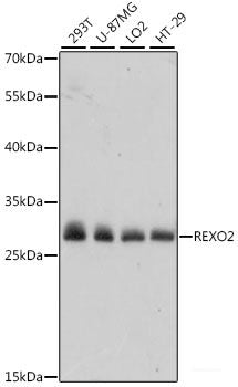 Western blot analysis of extracts of various cell lines using SLC28A2 Polyclonal Antibody at dilution of 1:1000.