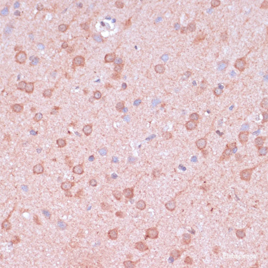 Immunofluorescence analysis of L929 cells using GPRASP1 Polyclonal Antibody at dilution of 1:100. Blue: DAPI for nuclear staining.
