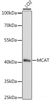 Immunofluorescence analysis of U2OS cells using TAP2 Polyclonal Antibody