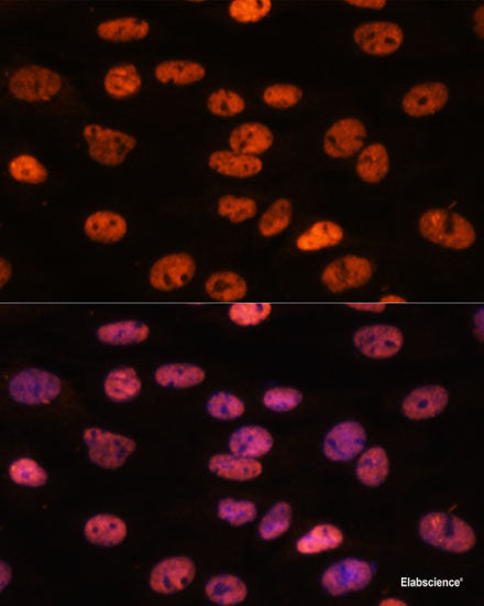 Immunofluorescence analysis of A431 cells using HEY1 Polyclonal Antibody at dilution of 1:100. Blue: DAPI for nuclear staining.