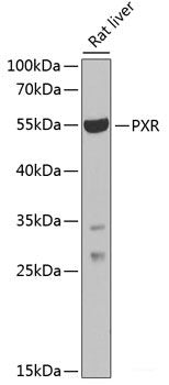 Immunofluorescence analysis of L929 cells using EML4 Polyclonal Antibody at dilution of 1:100. Blue: DAPI for nuclear staining.