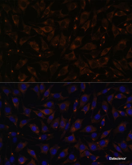 Immunofluorescence analysis of L929 cells using PDE11A Polyclonal Antibody at dilution of 1:100. Blue: DAPI for nuclear staining.