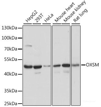 Immunofluorescence analysis of L929 cells using TRAPPC6A Polyclonal Antibody at dilution of 1:100. Blue: DAPI for nuclear staining.