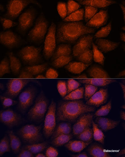 Western blot analysis of extracts of various cell lines using TAAR1 Polyclonal Antibody at dilution of 1:1000.