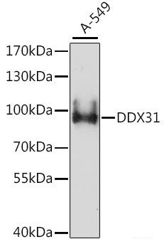 Western blot analysis of extracts of various cell lines using PRKD1 Polyclonal Antibody at dilution of 1:1000.